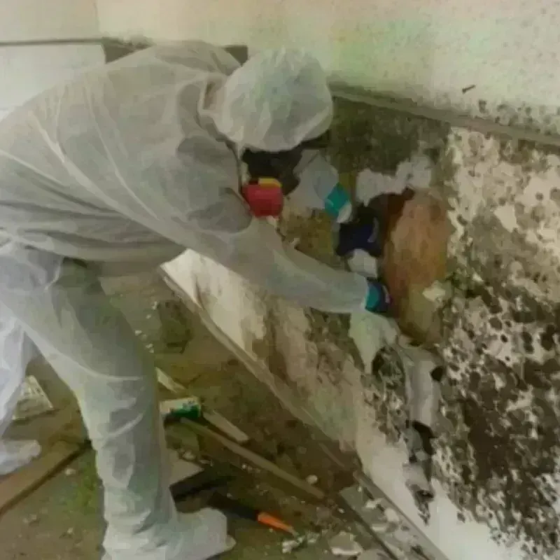 Mold Remediation and Removal in Lake Bluff, IL